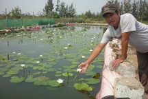 Lót bạt trồng hoa súng, kiếm chục triệu tháng "dễ như chơi"