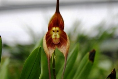 Kỳ lạ loài hoa giống mặt khỉ và thơm mùi cam chín