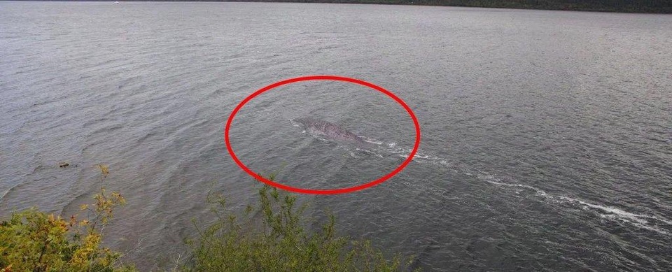 Tranh cãi về hình ảnh mới nhất được cho là quái vật hồ Loch Ness - 1 Tranh cãi về hình ảnh mới nhất được cho là quái vật hồ Loch Ness - 1