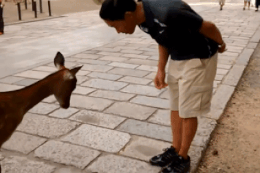 Khám phá vùng đất có những chú hươu "lễ phép", tuân thủ luật giao thông