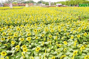 Rủ nhau "sống ảo" với vườn hoa hướng dương rộng 10.000 mét vuông ở Hà Nội