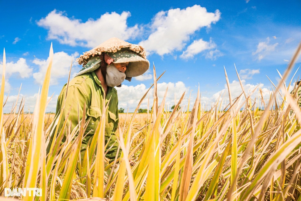 Nông dân chạy đua với thời gian để cứu lúa giữa trưa đứng bóng - 5 Nông dân chạy đua với thời gian để cứu lúa giữa trưa đứng bóng - 5