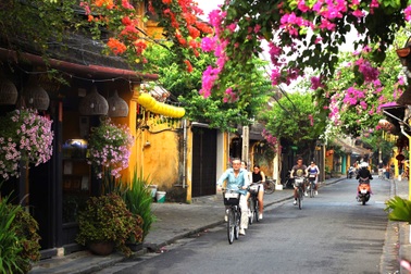 Du khách "lịm tim" với những giàn hoa giấy rực rỡ ở phố cổ Hội An