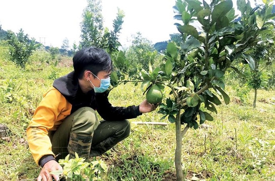 Quảng Ngãi: Đầu tư gần 500 tỷ đồng cho công tác giảm nghèo - 1 Quảng Ngãi: Đầu tư gần 500 tỷ đồng cho công tác giảm nghèo - 1