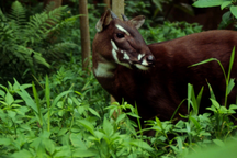Những loài động vật hoang dã nguy cấp, quý, hiếm được ưu tiên bảo vệ
