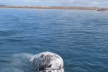 Cá voi xám tiếp cận thuyền chở khách, nhờ người bắt đám rận ngứa trên đầu