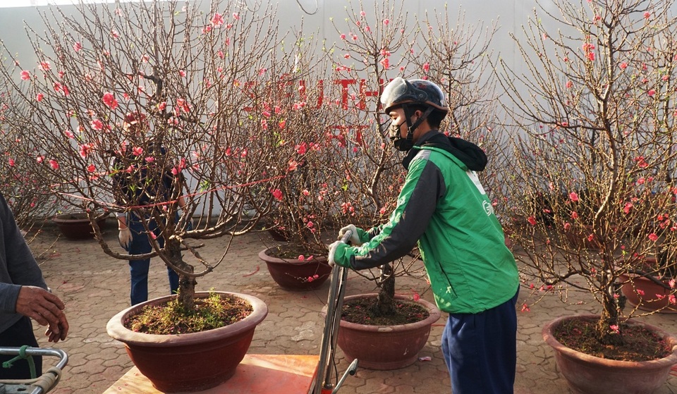 Kiếm bạc triệu mỗi ngày nhờ chở cây cảnh thuê dịp Tết - 4 Kiếm bạc triệu mỗi ngày nhờ chở cây cảnh thuê dịp Tết - 4