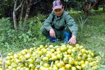 Làm giàu ở nông thôn: Lãi 700 triệu/năm từ quýt đặc sản Quang Thuận