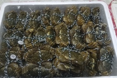 Nghe tin cua lông Trung Quốc 45.000 đồng/con, dân đổ xô tìm mua mới "ngã ngửa"