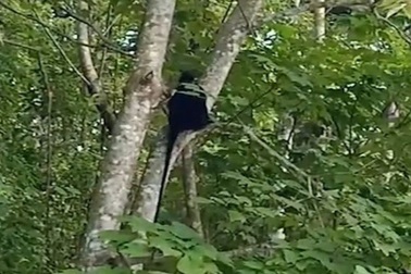 Đàn voọc tấn công 18 người, đề xuất chi gần 120 triệu đồng để di chuyển