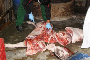 Năm 2016, Chi cục Thú y TP.HCM nhận 75 phản ánh thịt bẩn