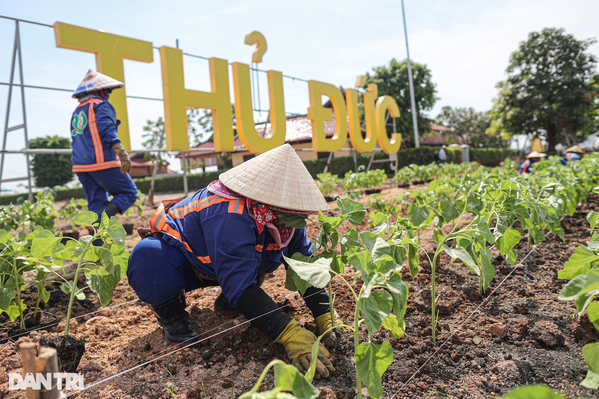 Tất bật trồng 15.000 cây hướng dương ở bờ sông Sài Gòn - 7 Tất bật trồng 15.000 cây hướng dương ở bờ sông Sài Gòn - 7