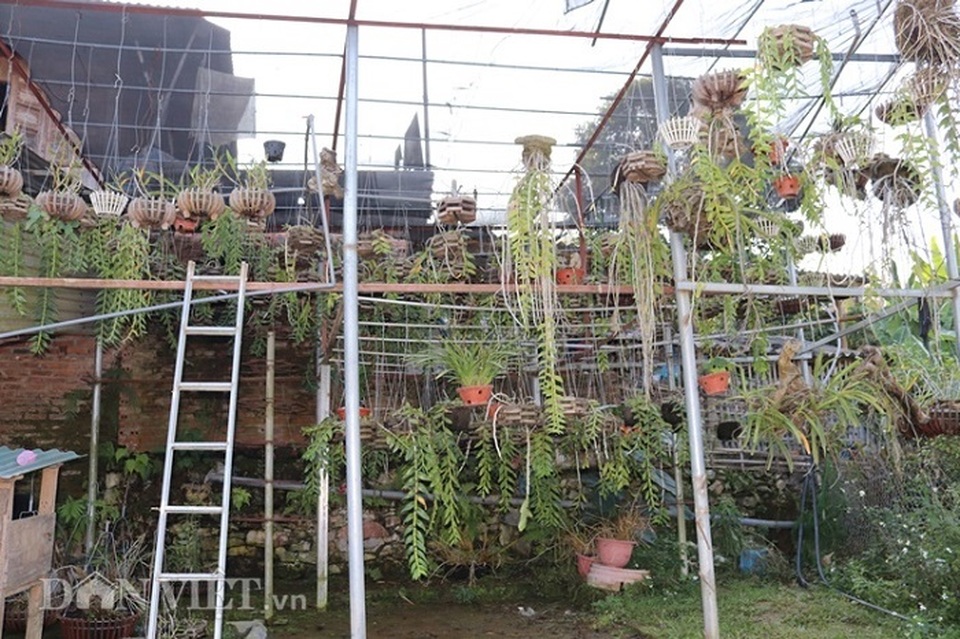 Lạ mà hay: Cho lan rừng uống nước luộc đu đủ thu hàng trăm triệu - 7 Lạ mà hay: Cho lan rừng uống nước luộc đu đủ thu hàng trăm triệu - 7