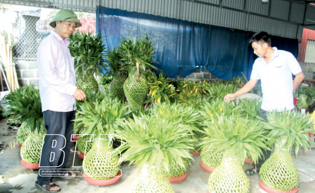 Tình cờ trồng phát lộc hóa ra lại phát tài, cả làng được khen tài, lộc - 1 Tình cờ trồng phát lộc hóa ra lại phát tài, cả làng được khen tài, lộc - 1