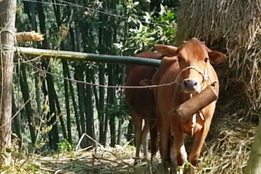 Thanh Hóa: Bùng phát dịch lở mồm long móng