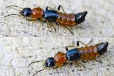 Phòng và chữa kiến ba khoang tại nhà