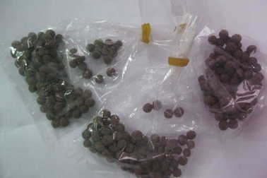 Chết oan vì tin “lang vườn” chữa được bệnh dại