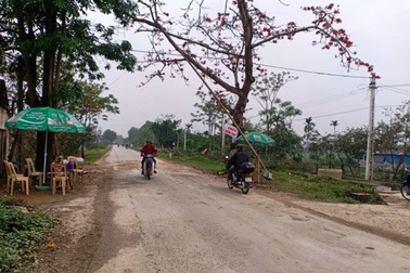 Phòng chống dịch tả lợn châu Phi còn yếu kém, chủ tịch tỉnh ra công điện