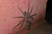 Nhện khổng lồ quyết chiến sinh tử với ếch