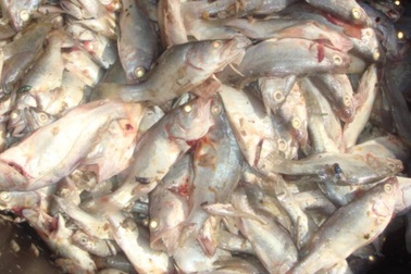 Cá Trung Quốc lấn lướt cá trong nước, Kenya ra lệnh cấm nhập khẩu