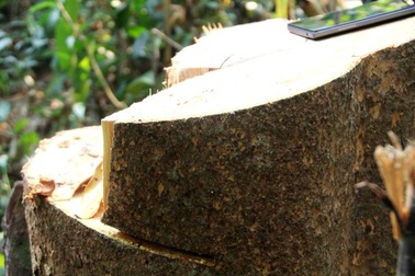 Chặt hạ nhiều cây rừng trăm năm tuổi để… làm đũa (!?)