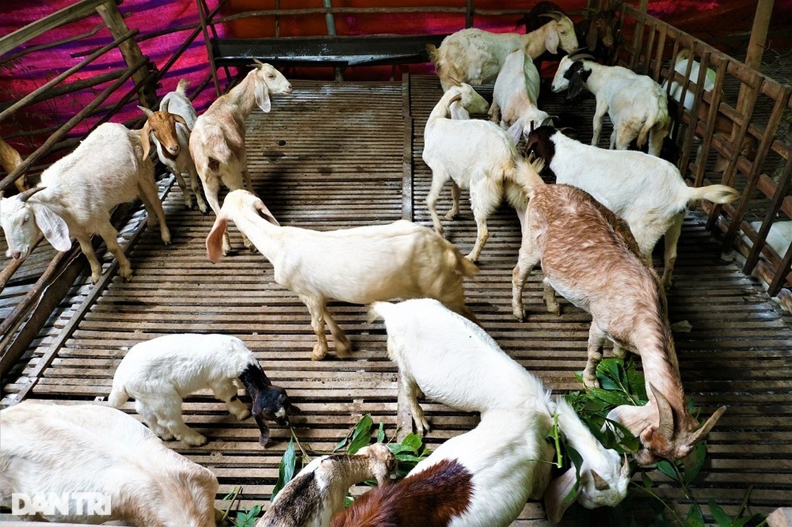 Bỏ việc lương 30 triệu đồng mỗi tháng, kỹ sư về quê nuôi dê, làm giàu - 2 Bỏ việc lương 30 triệu đồng mỗi tháng, kỹ sư về quê nuôi dê, làm giàu - 2