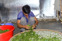 Nuôi loài côn trùng nhập ngoại, nhà nào cũng rủng rỉnh tiền