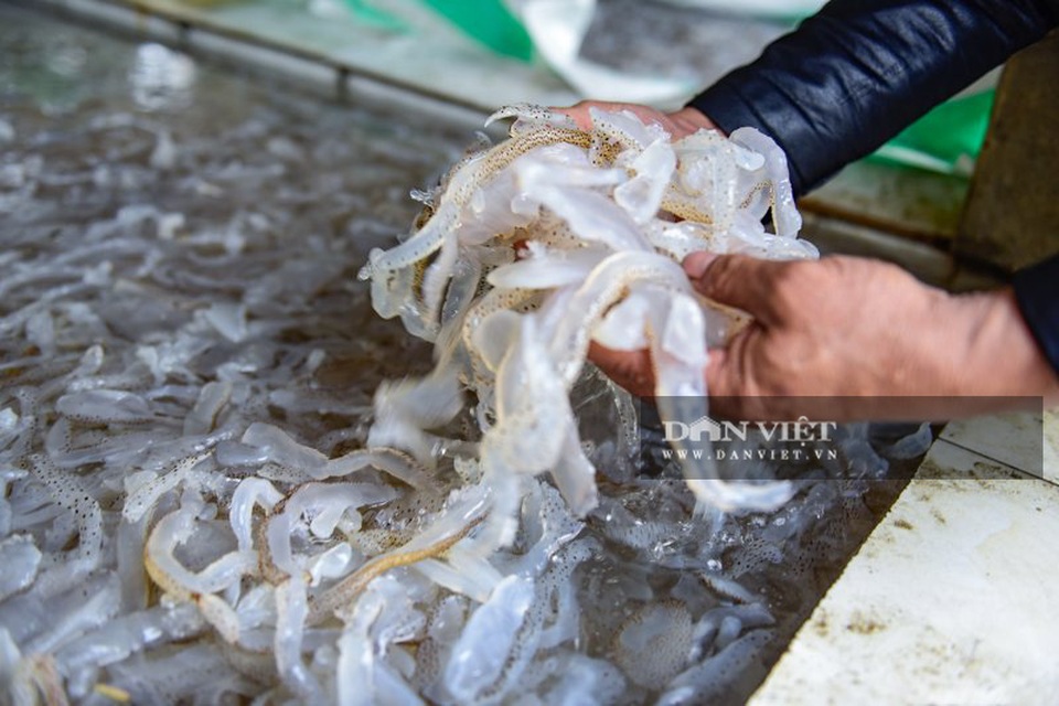 Vào mùa sứa biển, ngư dân Thanh Hóa có tiền triệu nhờ lộc trời - 5 Vào mùa sứa biển, ngư dân Thanh Hóa có tiền triệu nhờ lộc trời - 5