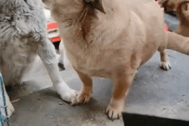 Chú chó tinh ranh, vờ diễn kịch lừa chủ nhân để ăn vụng