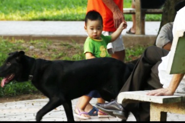 Không đeo rọ mõm cho chó nơi công cộng bị phạt 800 nghìn đồng