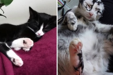 Bệnh hiếm gặp khiến mèo lông đen chuyển thành mèo lông trắng