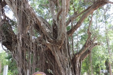 Công nhận 2 cây đa cổ thụ là cây Di sản Việt Nam