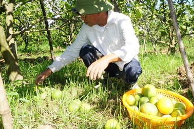 Cam Xã Đoài rụng đầy gốc, người trồng mất hàng trăm triệu đồng