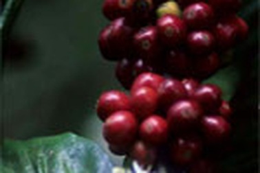 Nâng tầm thương hiệu cà phê Việt