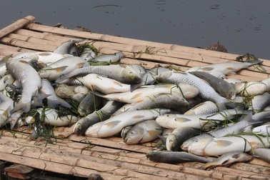 Vụ nước sông đổi màu, cá chết: Hỗ trợ người nuôi cá bị thiệt hại