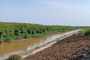 "Bức tường xanh" nơi cửa biển