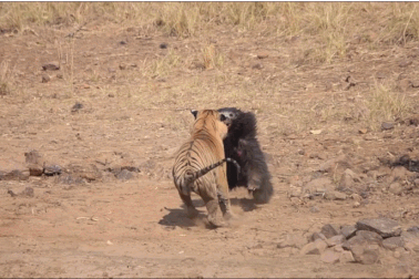 Xem trận chiến kinh hoàng giữa gấu mẹ và hổ đói