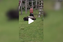 Hành động giống người khó tin của khỉ đột khi thấy khỉ con văng xuống đất