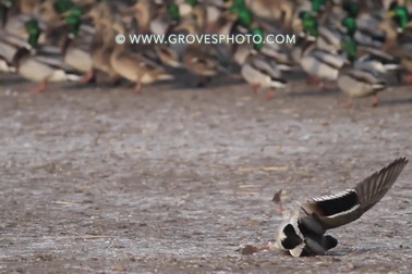 Chim cắt thảo nguyên đoạt mạng vịt trời bằng cú bổ nhào "vô ảnh"