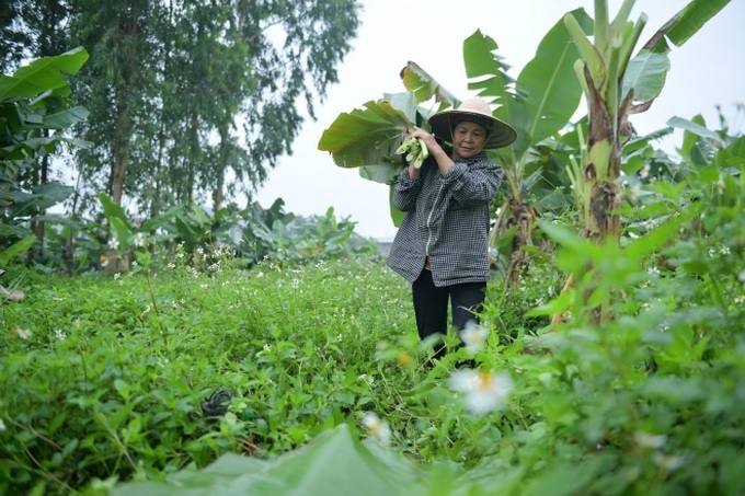 Nghề độc ở Hà Nội: Bán lá chuối rừng, kiếm hàng chục triệu đồng mỗi tháng - Ảnh 2. Nghề độc ở Hà Nội: Bán lá chuối rừng, kiếm hàng chục triệu đồng mỗi tháng - Ảnh 2.