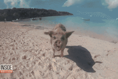 Hài hước cảnh lợn đuổi theo cắn du khách