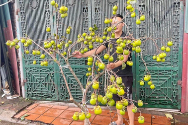 Người Hà Nội chi tiền triệu mua cành hồng "khủng" về chơi Trung thu