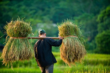 Lúa thơm mùa gặt