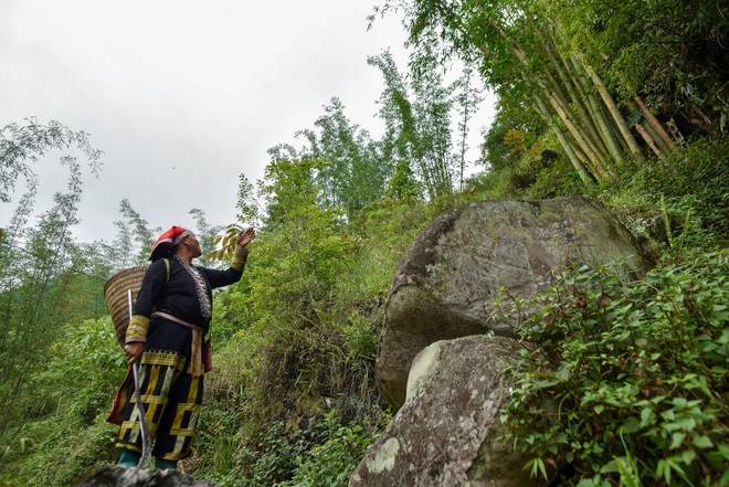 Băng rừng theo người Dao đỏ Sapa đi hái lá thuốc tắm thần dược - 11 Băng rừng theo người Dao đỏ Sapa đi hái lá thuốc tắm thần dược - 11