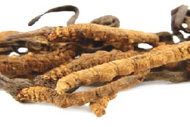 Giá trị dược liệu quý của Đông trùng hạ thảo  