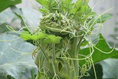 Ngọn bí hóa… đầu rồng