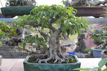 "Mãn nhãn" với những chậu bonsai mini giá hàng chục triệu đồng