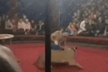 Đang biểu diễn xiếc, sư tử tấn công bé gái 4 tuổi