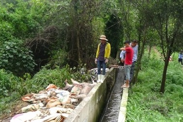 Phát hiện Công ty Đài Loan vứt hàng trăm xác heo ra sông Sài Gòn