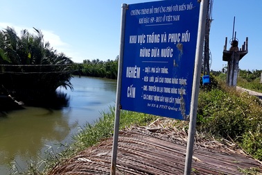 Ông Nguyễn Sự lên tiếng vụ “băm nát” rừng dừa Bảy Mẫu